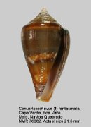 Conus fuscoflavus (f) fantasmalis